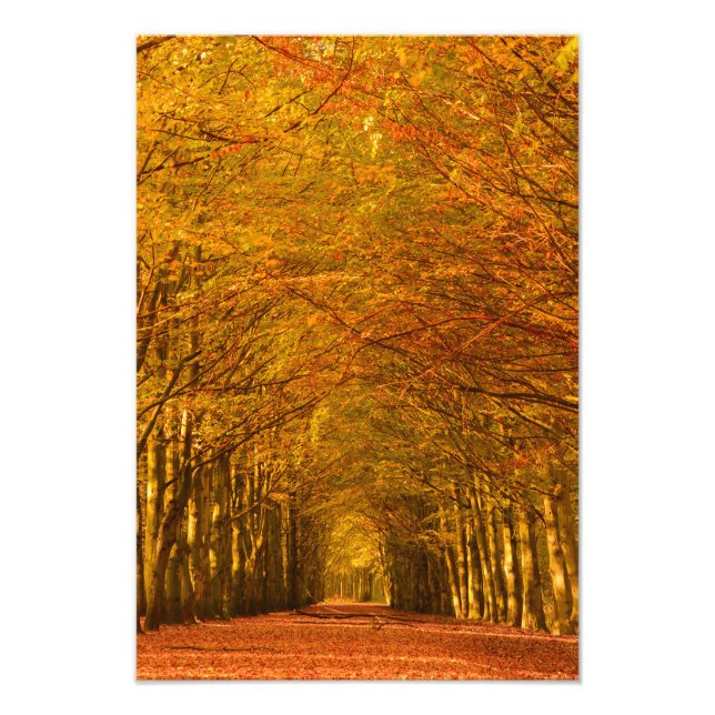 Foto Caminando por el bosque en otoño (Frente)