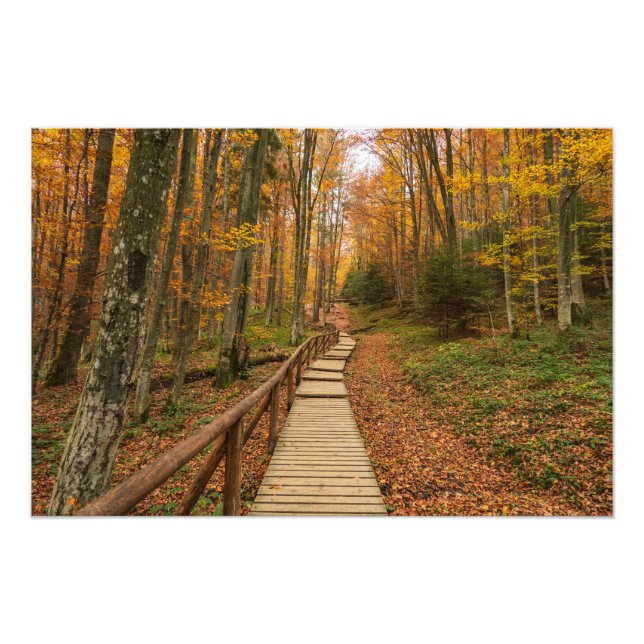 Foto Camino a través del bosque otoñal. (Frente)