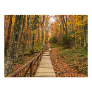 Foto Camino a través del bosque otoñal.