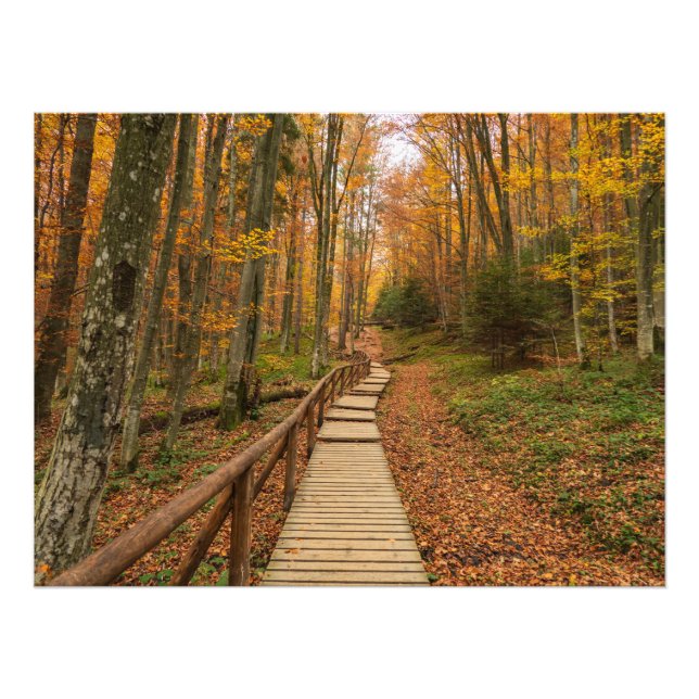 Foto Camino a través del bosque otoñal. (Frente)