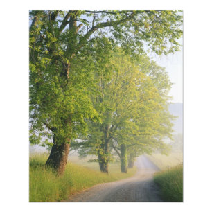 Foto camino cubierto de niebla, Cades Cove, Great Smoky