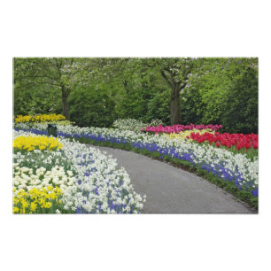 Foto Camino de acera a través de tulipanes y narcisos,