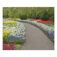 Camino de acera a través de tulipanes y narcisos, 