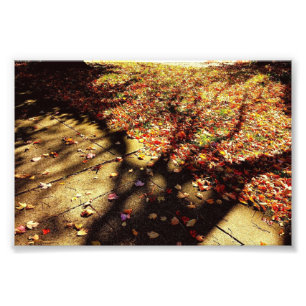 Foto Camino de otoño