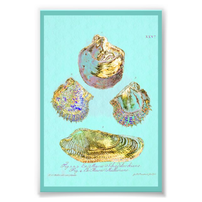 Foto Campaña de conchas en el huevo azul de Robins (Frente)