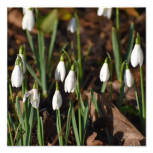 Foto Campanillas de invierno