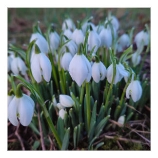 Foto Campanillas de invierno