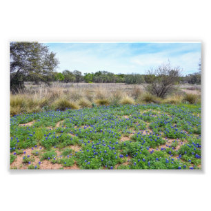 Foto Campo Bluebonnet, Austin, Texas