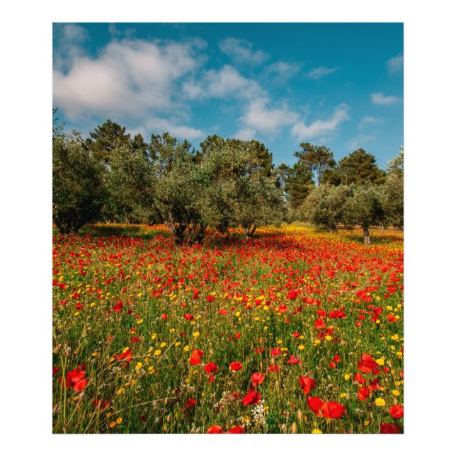 Foto campo con flores y árboles (Frente)