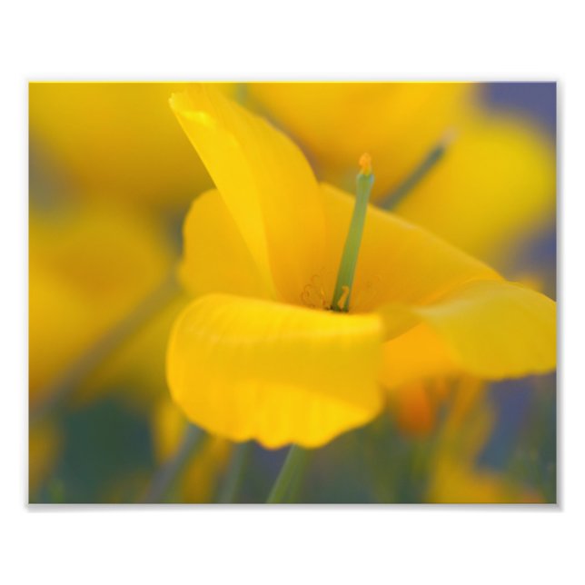 Foto Campo de adornos florecientes (Frente)