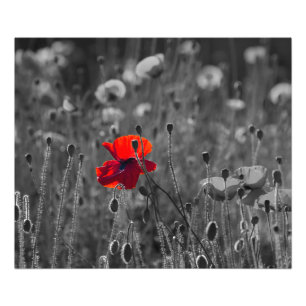 Foto Campo de amapolas
