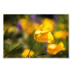Foto Campo de baile de los amapolas