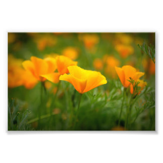 Foto Campo de California Poppies Naranja Flores de amap