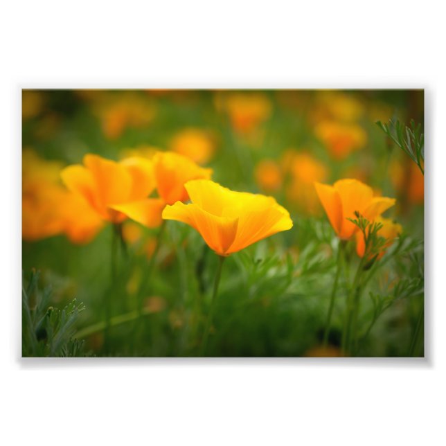 Foto Campo de California Poppies Naranja Flores de amap (Frente)