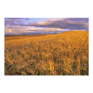 Foto Campo de cebada madura a lo largo de las rocosas
