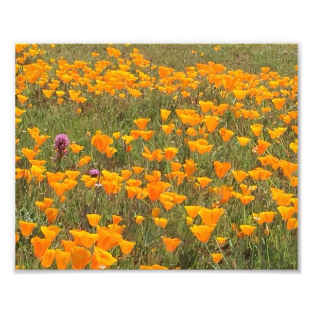 Foto Campo de disquete de California (Frente)