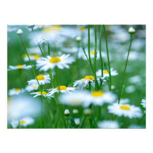Foto Campo de flores