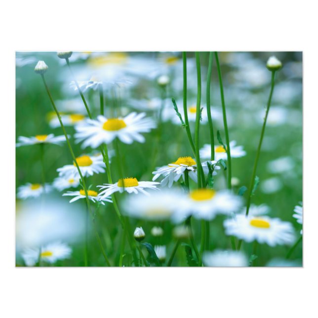 Foto Campo de flores (Frente)