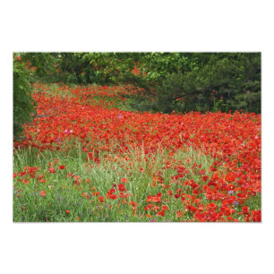 Foto Campo de flores de amapola híbrida plantadas a lo