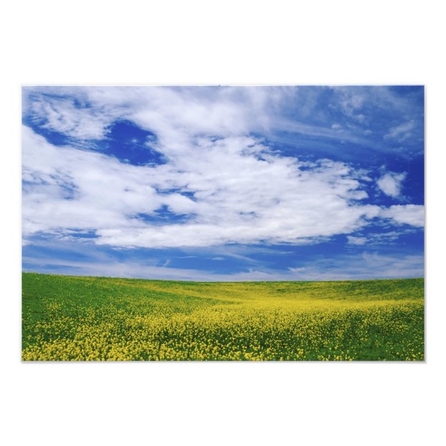 Foto Campo de flores de canola o mostaza, Palouse (Frente)