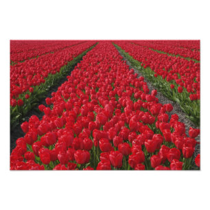 Foto Campo de flores de tulipanes, Países Bajos, Holand