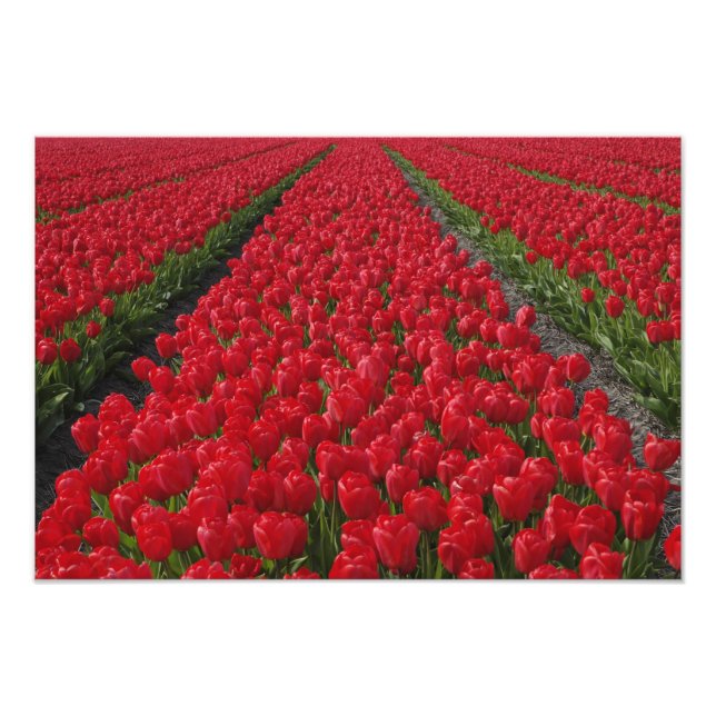 Foto Campo de flores de tulipanes, Países Bajos, Holand (Frente)