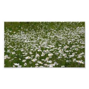Foto Campo de flores silvestres de Daisies Alaskan