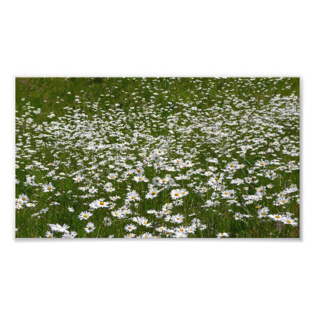 Foto Campo de flores silvestres de Daisies Alaskan (Frente)