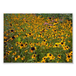 Foto Campo de flores Susan de ojos marrones.
