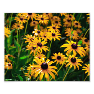 Foto Campo de flores Susan de ojos negros