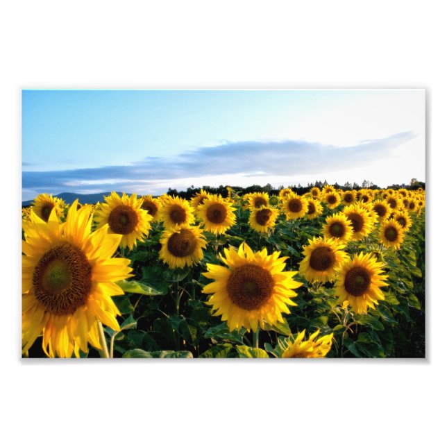 Foto Campo de girasol (Frente)