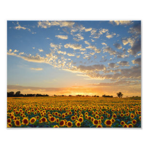 Foto Campo de girasol al atardecer