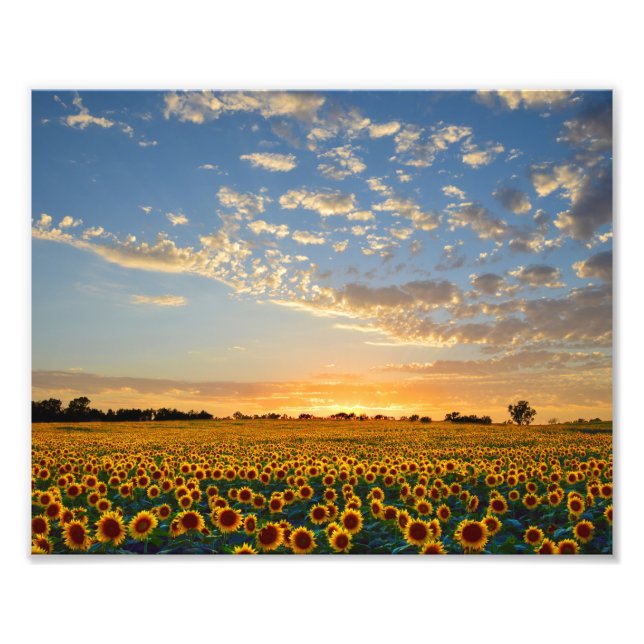 Foto Campo de girasol al atardecer (Frente)