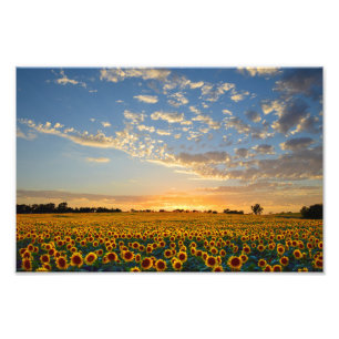Foto Campo de girasol al atardecer, 12x8