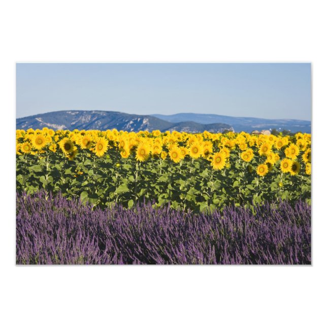 Foto Campo de girasoles y flores de lavanda, (Frente)