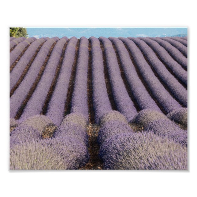 Foto Campo de lavanda en Provenza (Frente)