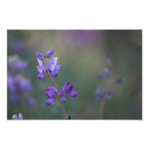 Foto Campo de Lupine