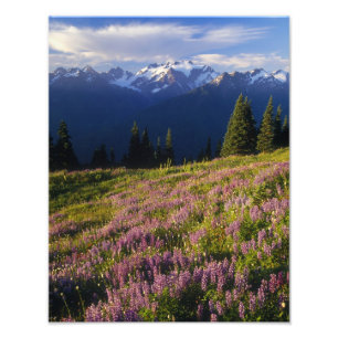 Foto Campo de lupino, Mt. Olympus, y nubes en