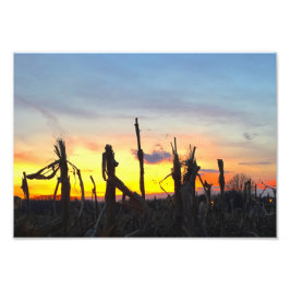 Foto Campo de maíz al atardecer
