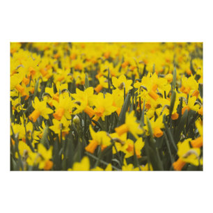 Foto Campo de Narcisos