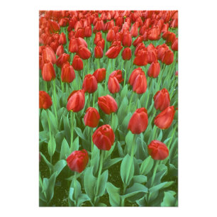 Foto Campo de tulipanes florece en primavera.