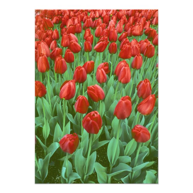 Foto Campo de tulipanes florece en primavera. (Frente)