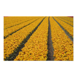 Foto Campo de tulipanes, Países Bajos