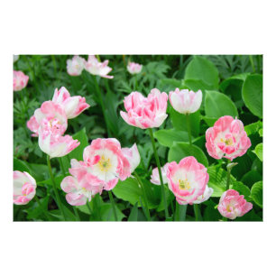 Foto Campo de tulipanes rosados