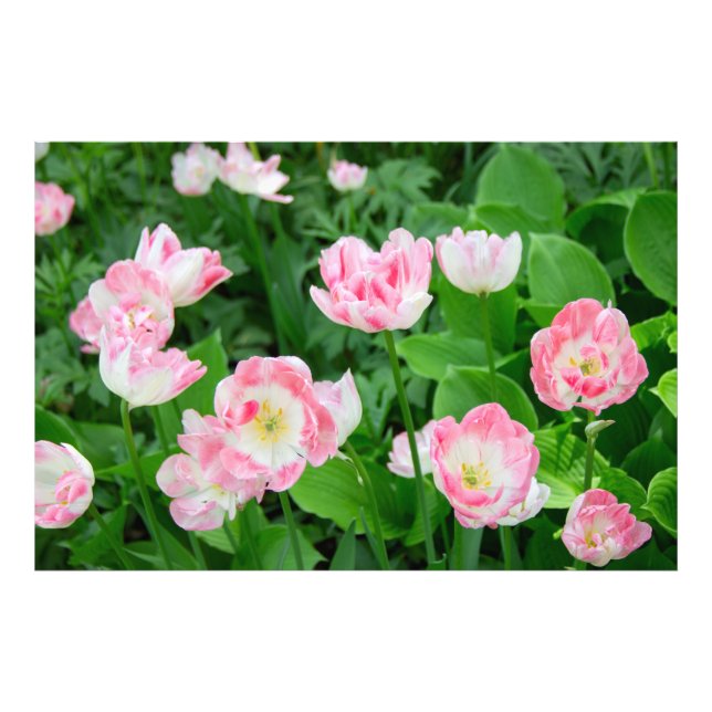 Foto Campo de tulipanes rosados (Frente)