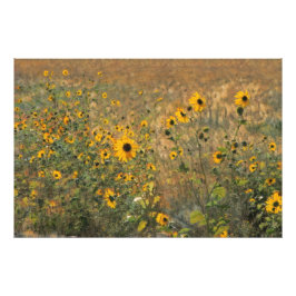 Foto Campo soleado con girasoles pequeños en el impresi
