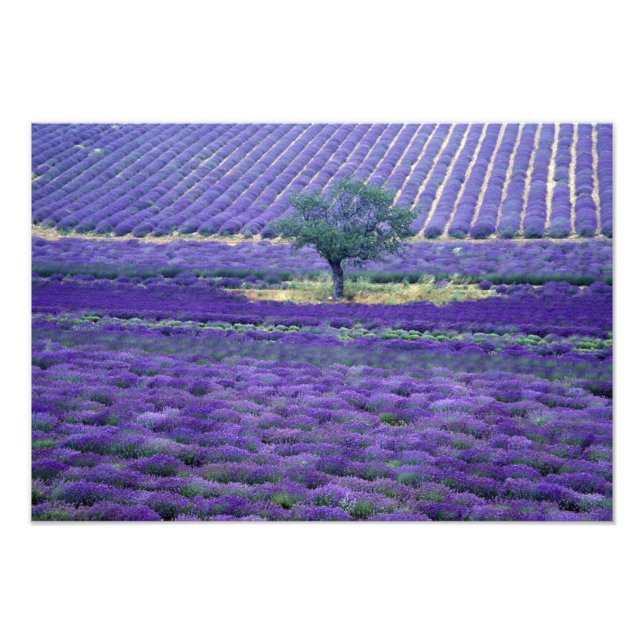 Foto Campos de lavanda, Vence, Provenza, Francia (Frente)