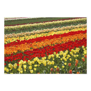Foto Campos de Tulipanes, cerca de Tapanui, West Otago,