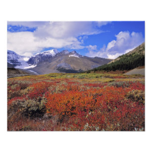 Foto Canadá, Alberta, Banff NP. Arándanos en flor