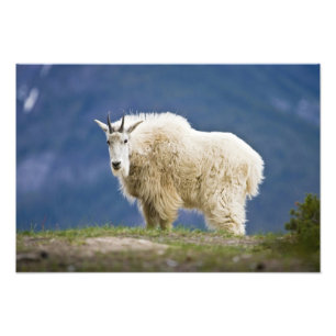 Foto Canadá, Alberta, Parque Nacional Jasper,